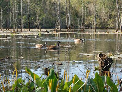 Pond in Glenn Sebastian Nature Trail.